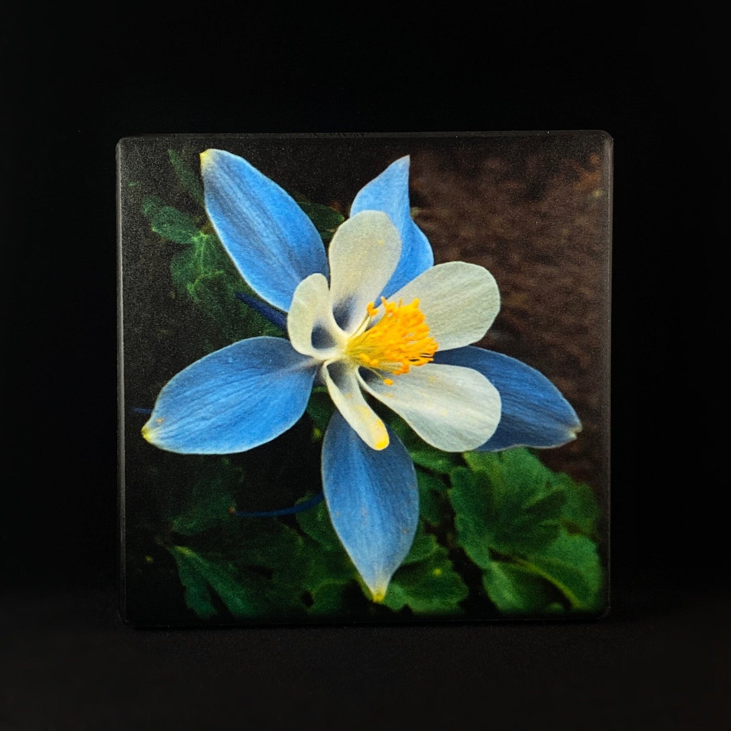 Columbine Looking Out, Art Block - Unique Home/Office Decor