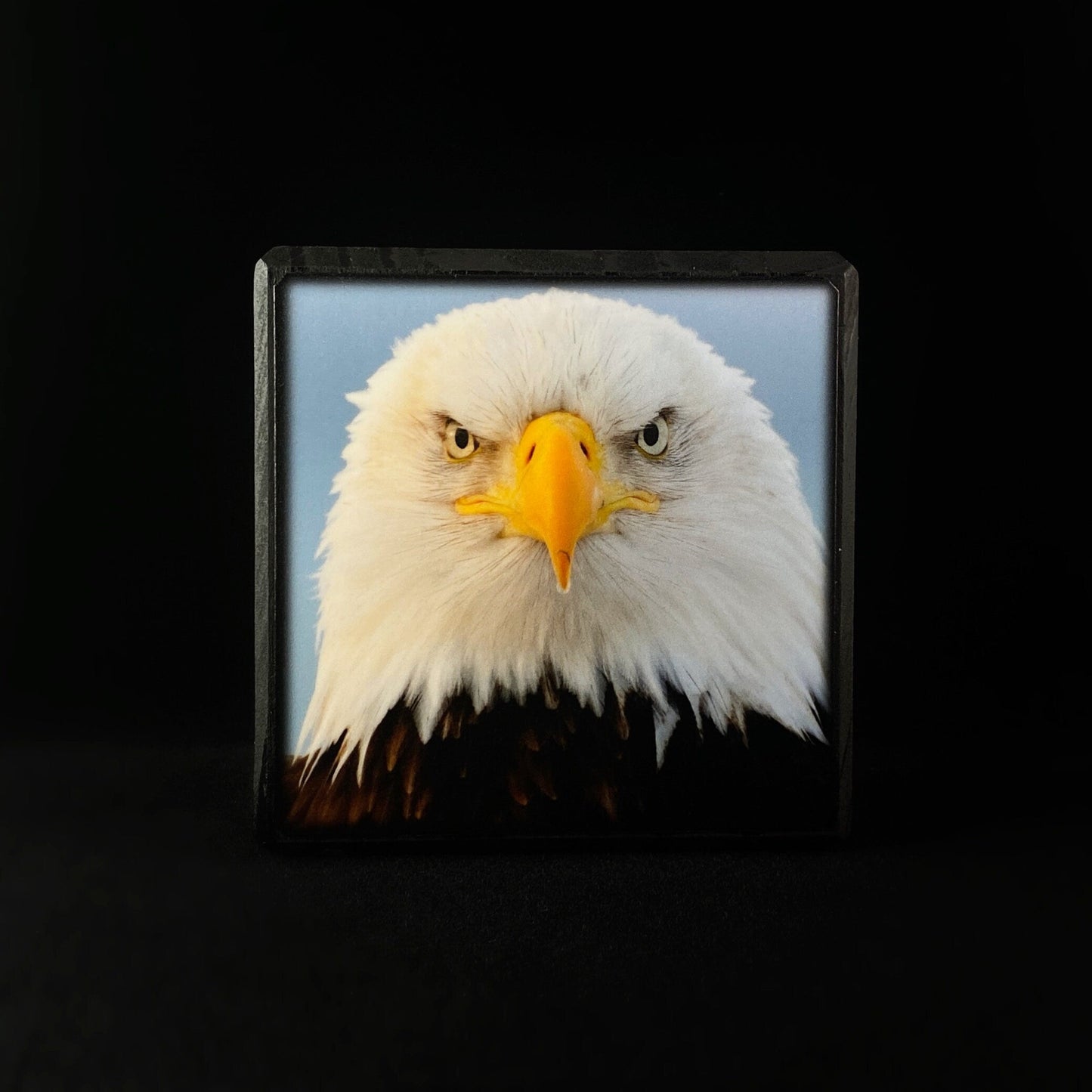 Focused Bald Eagle, Art Block - Unique Home/Office Decor