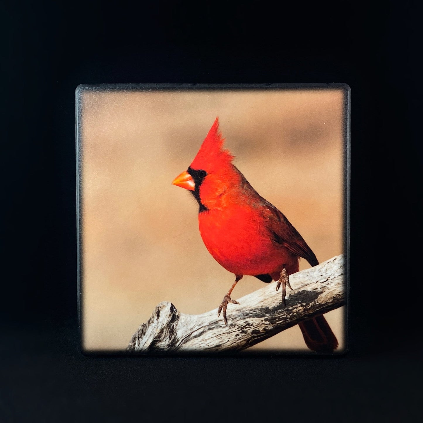 Focused Red Cardinal, Art Block - Unique Home/Office Decor