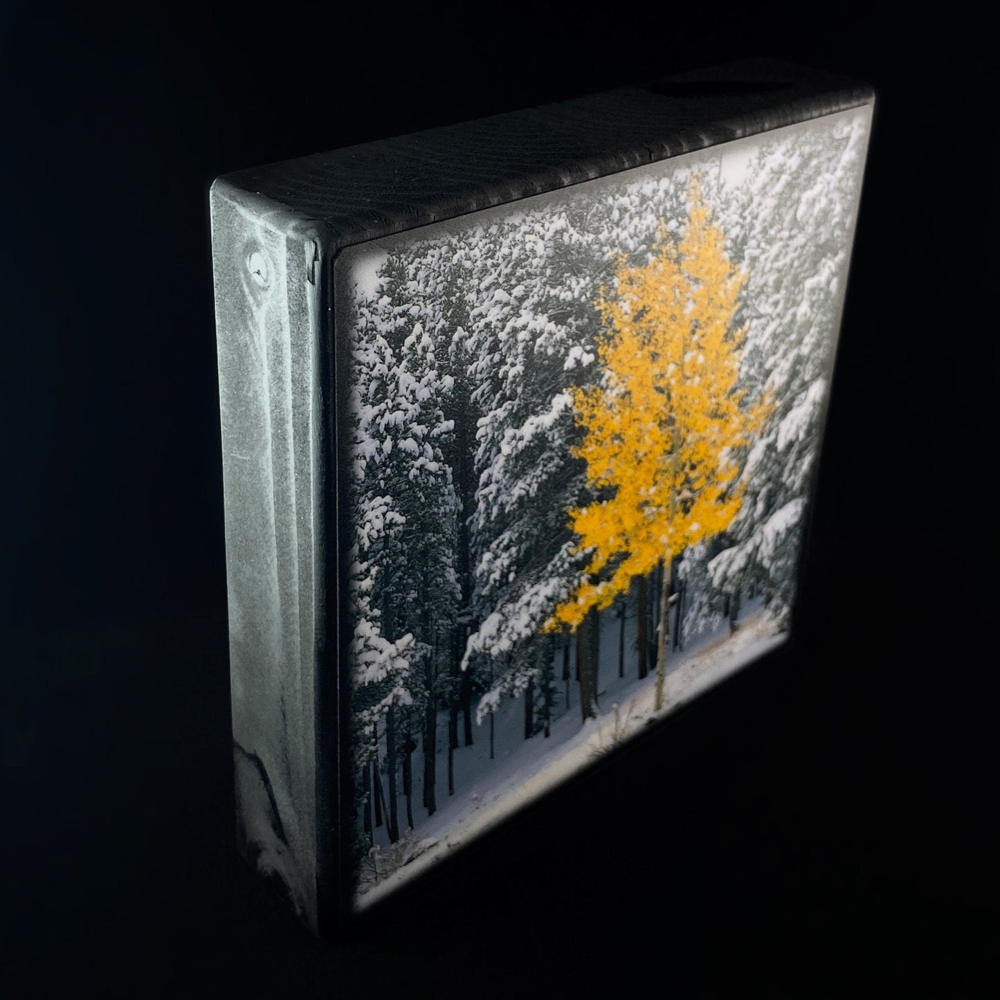 Golden Birch In Winter, Art Block - Unique Home/Office Decor