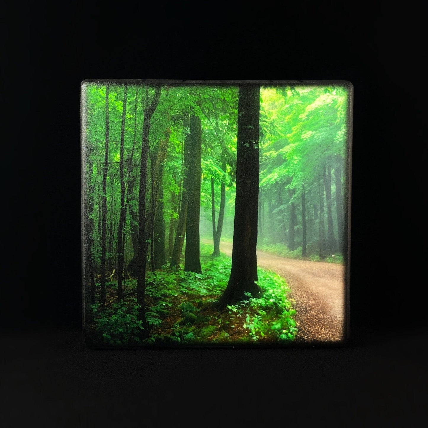 Lush Woods With Light Streaming Through, Art Block - Unique Home/Office Decor