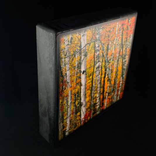 Birches In Warm Sunshine, Art Block - Unique Home/Office Decor