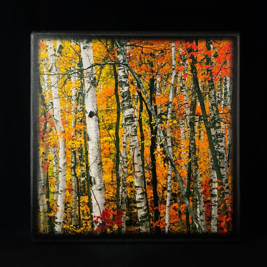 Birches In Warm Sunshine, Art Block - Unique Home/Office Decor