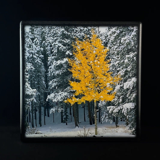 Golden Birch In Winter, Art Block - Unique Home/Office Decor