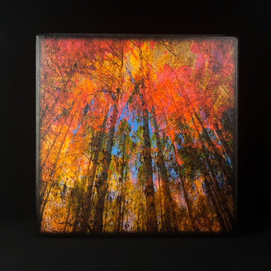 Vibrant Forest Canopy, Art Block, 5" - Unique Home/Office Decor